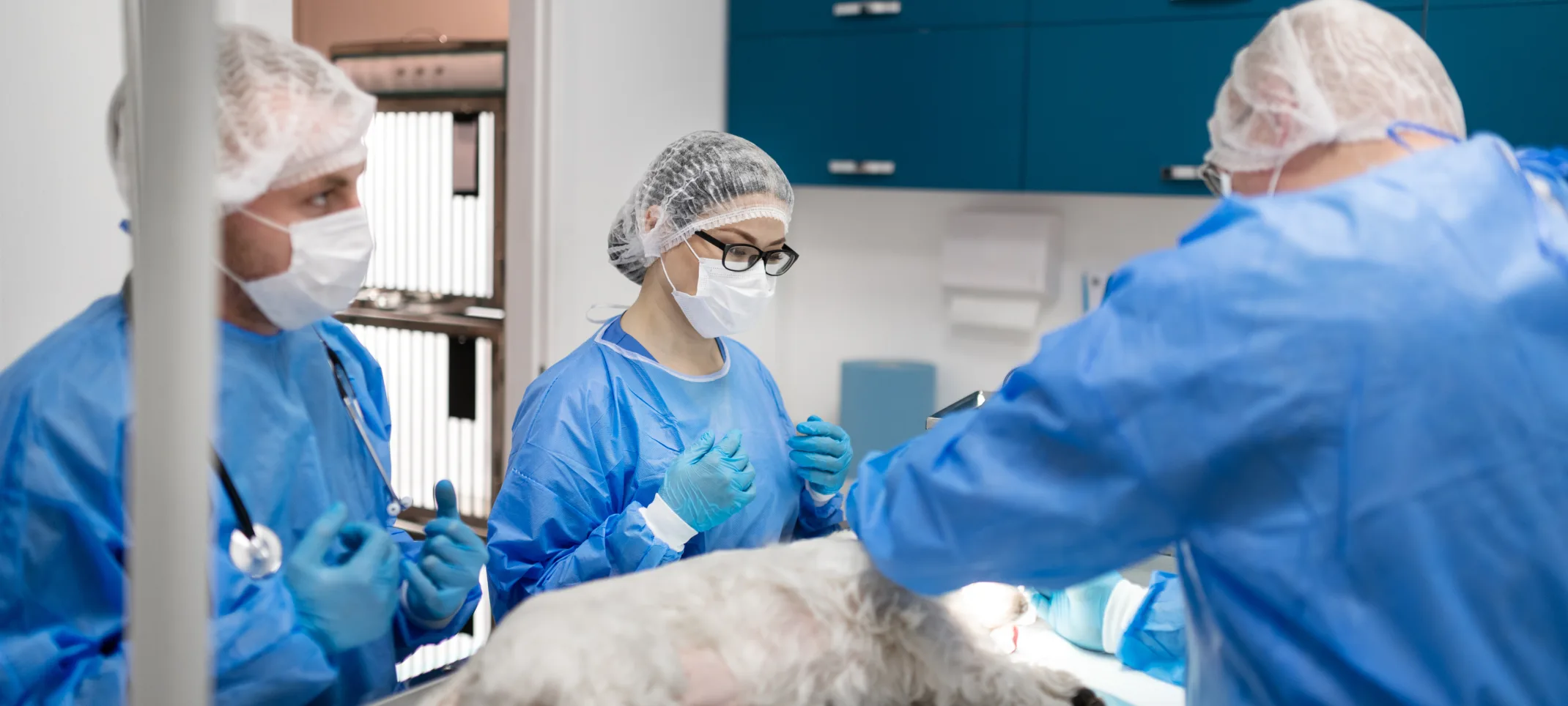 Doctors taking care of dog
